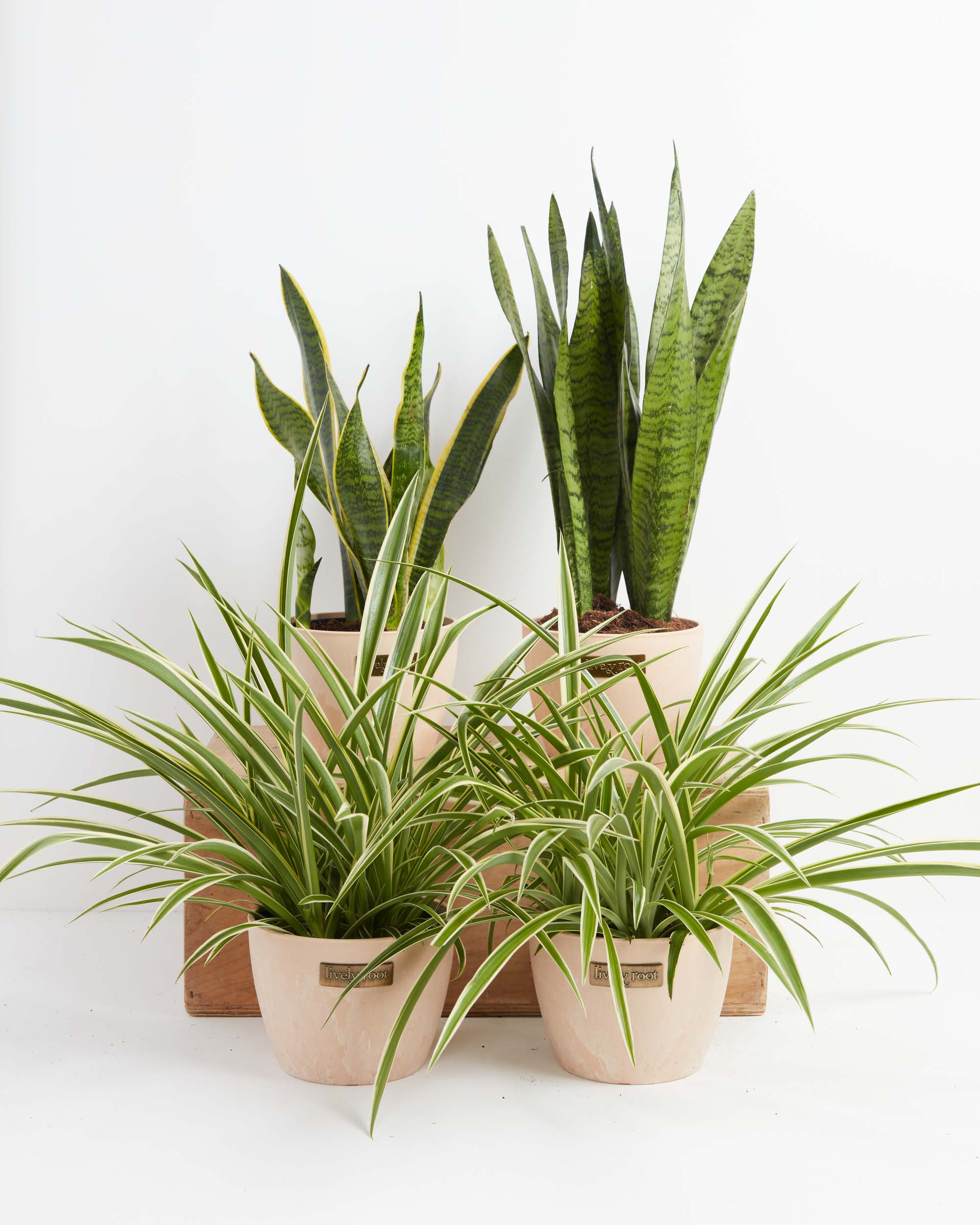 Image of Spider plant and snake plant