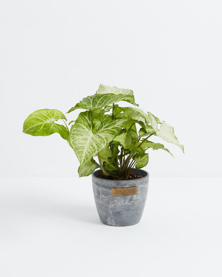 Syngonium White Butterfly plant