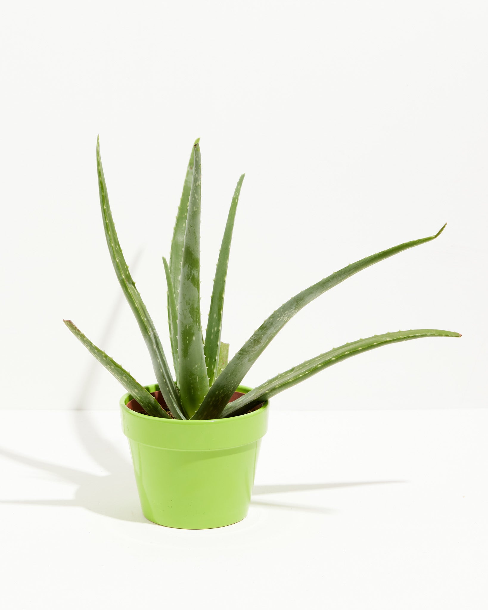 Aloe Vera Plants