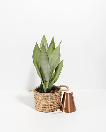 Plantes naturelles Lotus Sansevieria Snake plantes d'intérieur - Chine  Décoration et plante prix