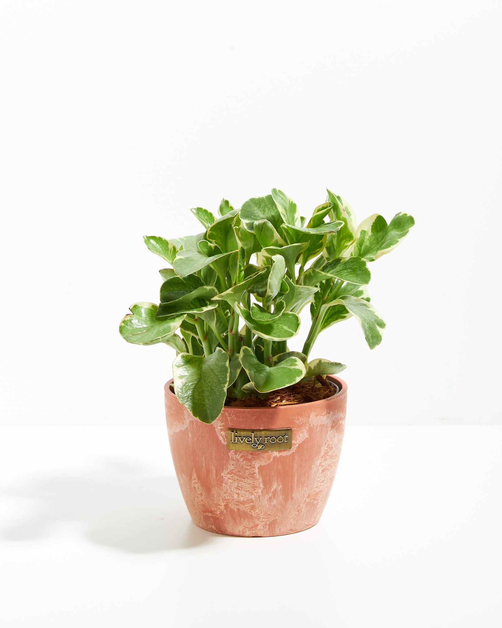 Baby Rubber Plant (Peperomia obtusifolia) – Rooted