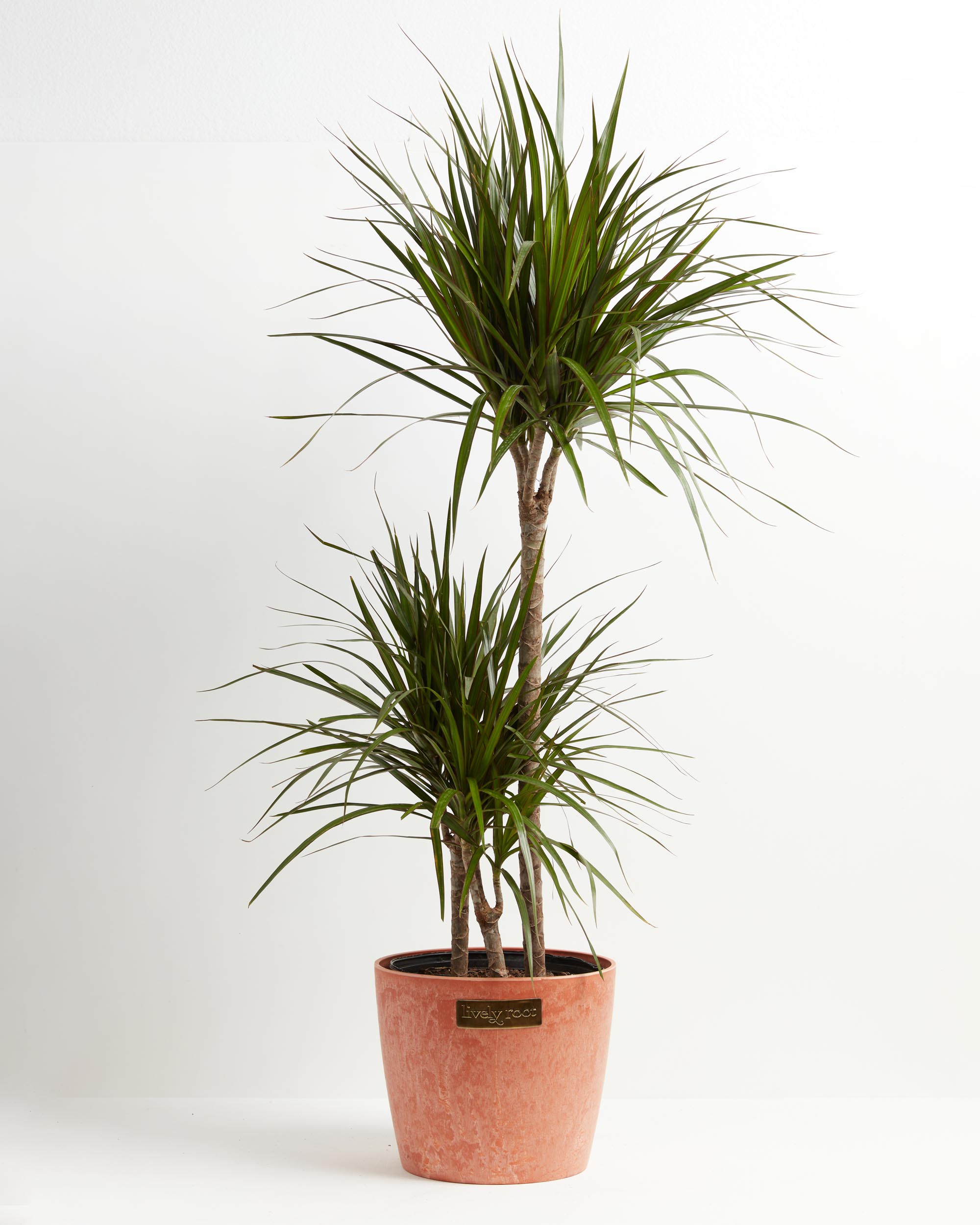 20 Best Tall Indoor Plants - Large Houseplants for Easy Care