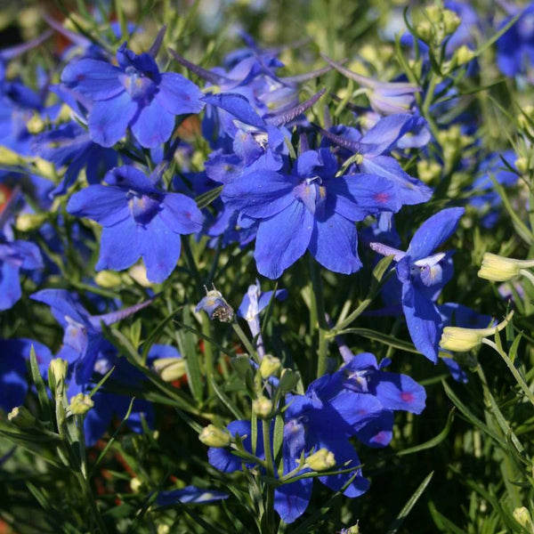 delphinium grandiflorum blue butterfly