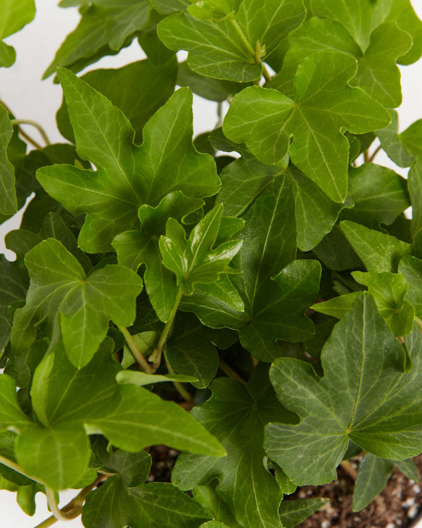 Clover Leaf Ivy | Hanging Plants | Vines | Lively Root