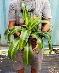 Dracaena Fragrans - 'Hawaiian Sunshine' - 24cm Pot - Altura 130-140cm