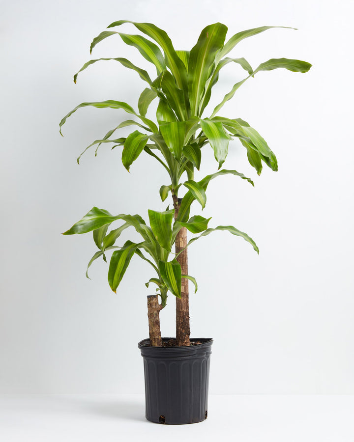 Dracaena Fragrans - 'Hawaiian Sunshine' - 24cm Pot - Altura 130-140cm