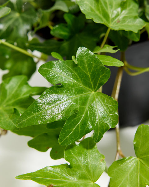 Hedera helix White Wonder - English Ivy - Hanging Plants