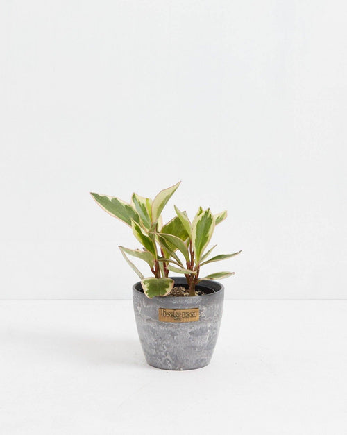 Peperomia Green Bean Care Guide for Beginners