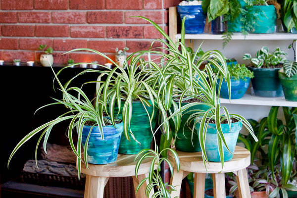 Spider Plant Care: Boost Your Indoor Jungle Today!