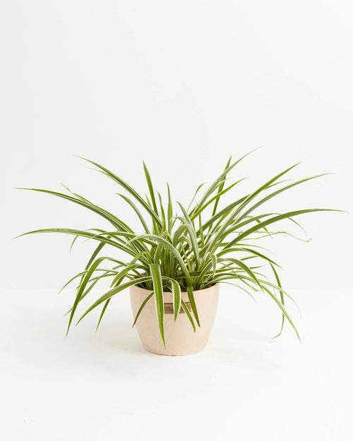 Spider Plant (Reverse Variegated) – The Plant Lady SF