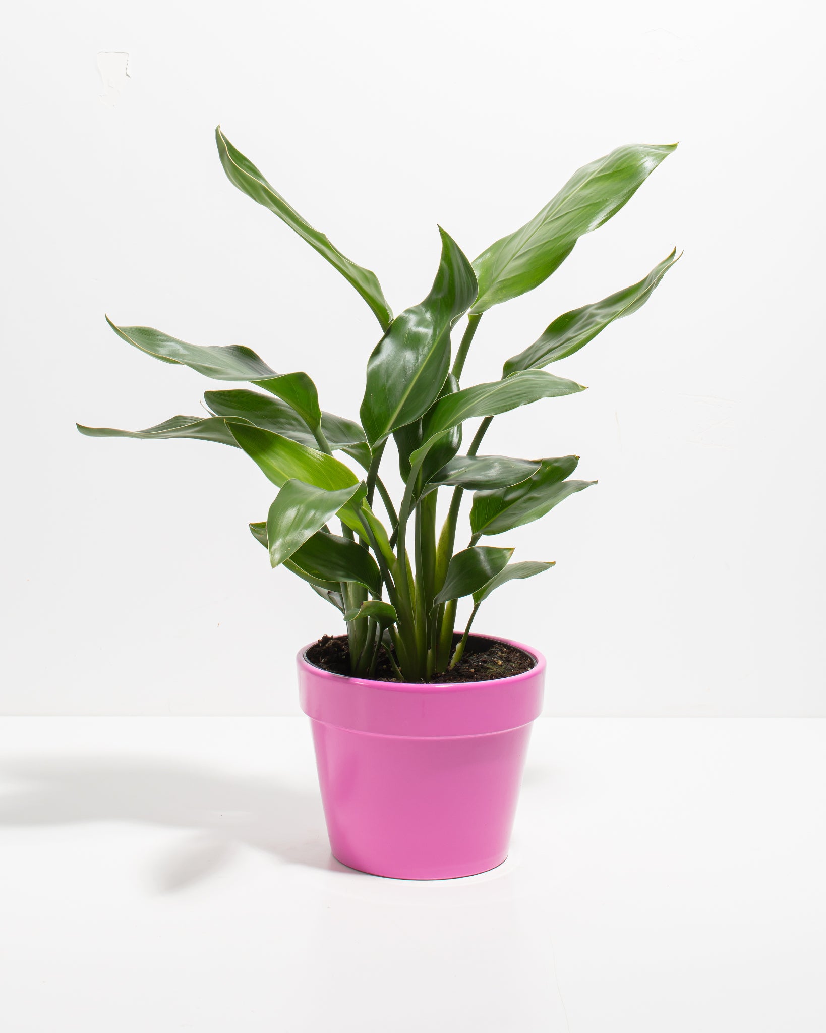 Bird of Paradise Plant Potted In Rondo Red Planter