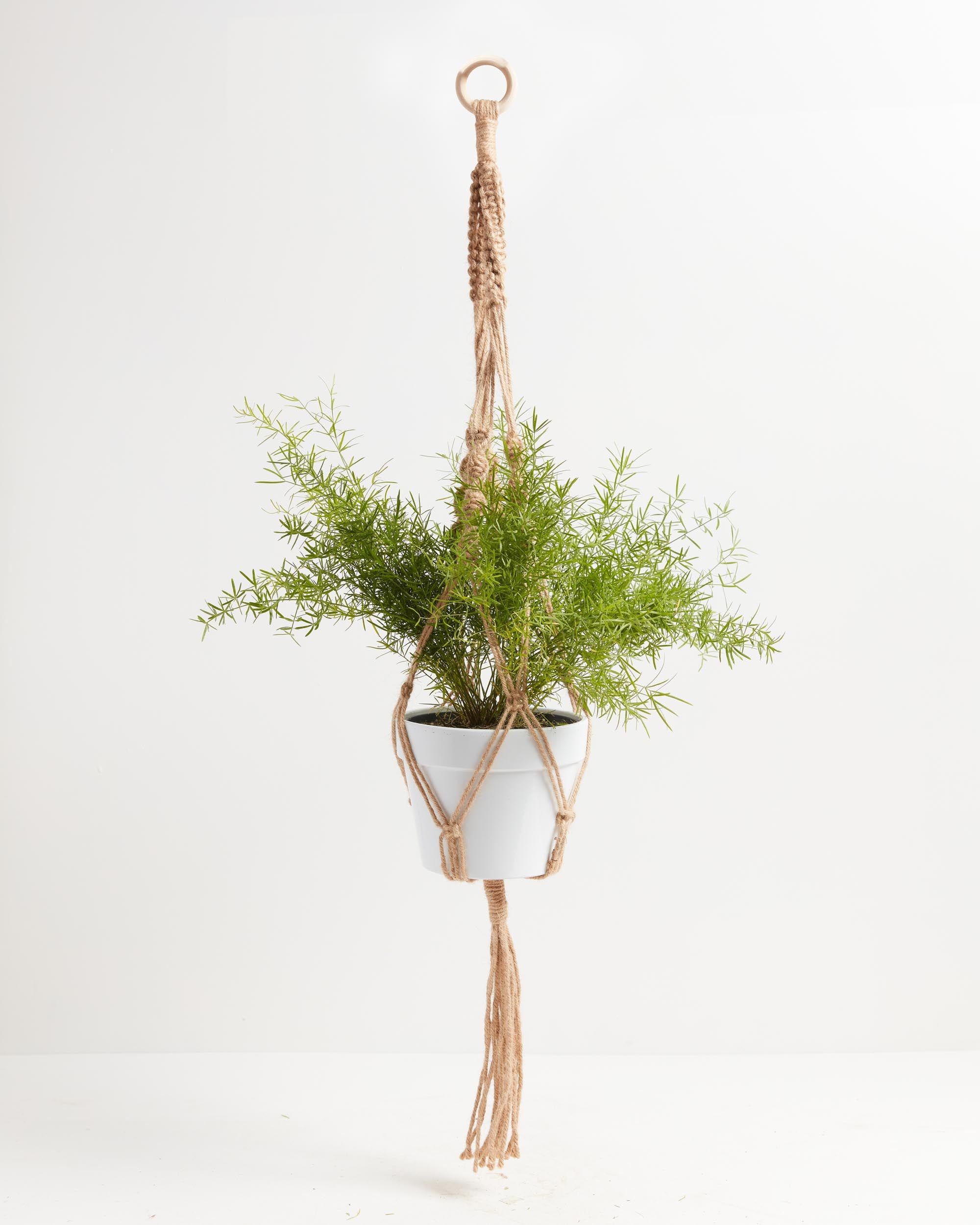 Heidi Horticulture: Indoor Asparagus Fern Plant - Asparagus densiflorus  Sprengeri