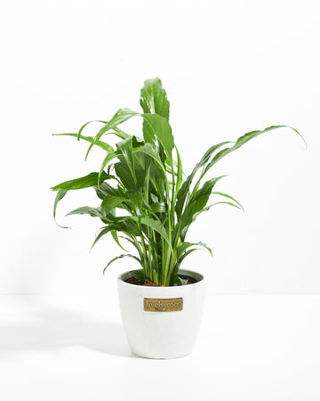 Indoor Plant Gift Delivery – Plants By Post