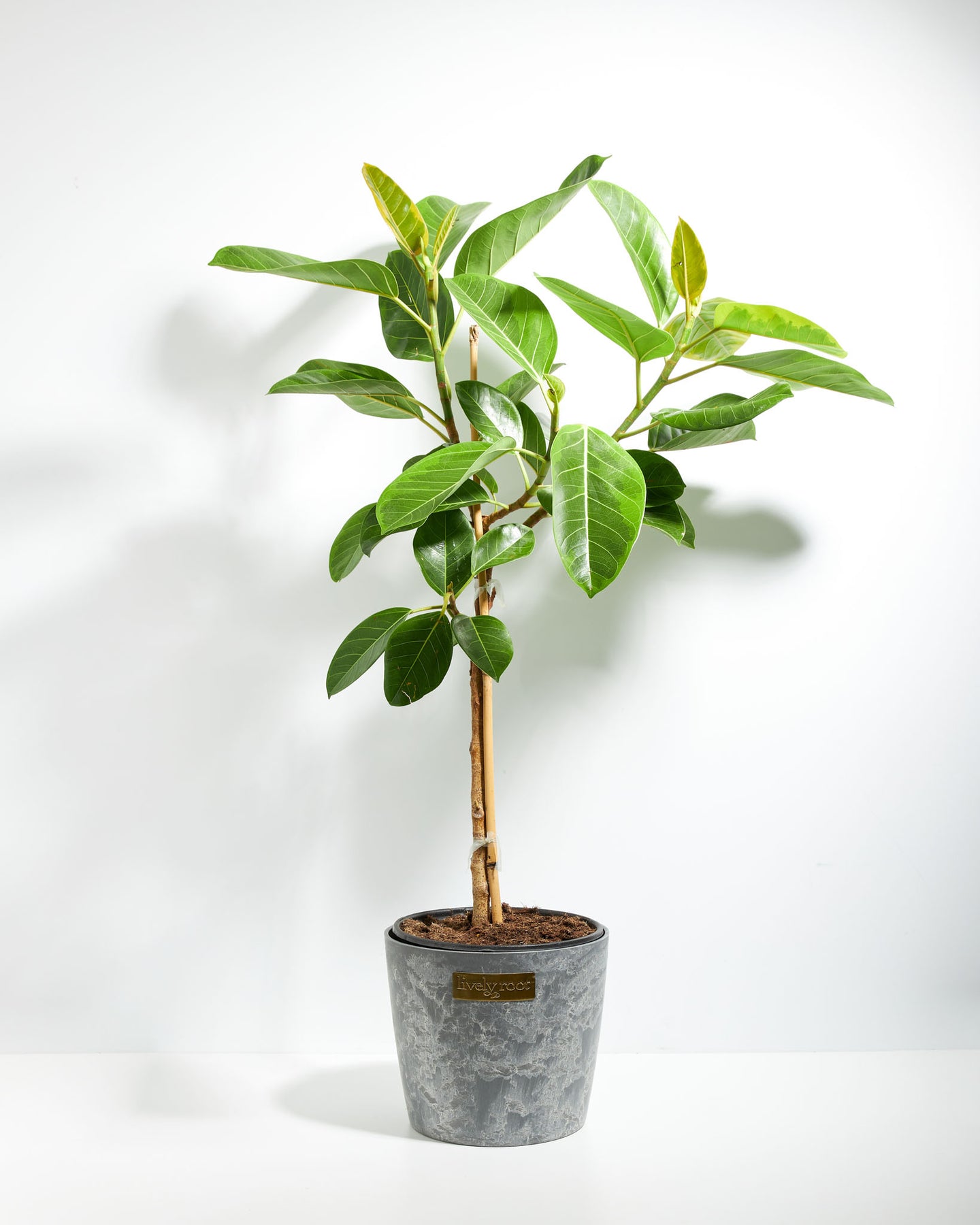 Ficus Yellow Gem Column | Lively Root