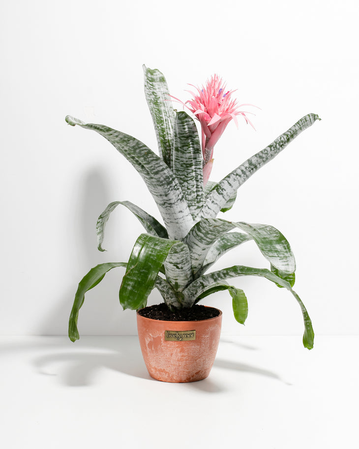 Aechmea Pink Bromeliad For Sale Including Care Guide