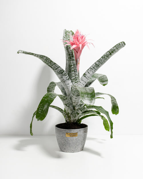 Aechmea Pink Bromeliad For Sale Including Care Guide