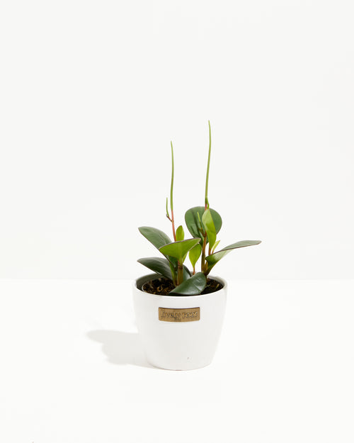 Peperomia Green Bean Care Guide for Beginners