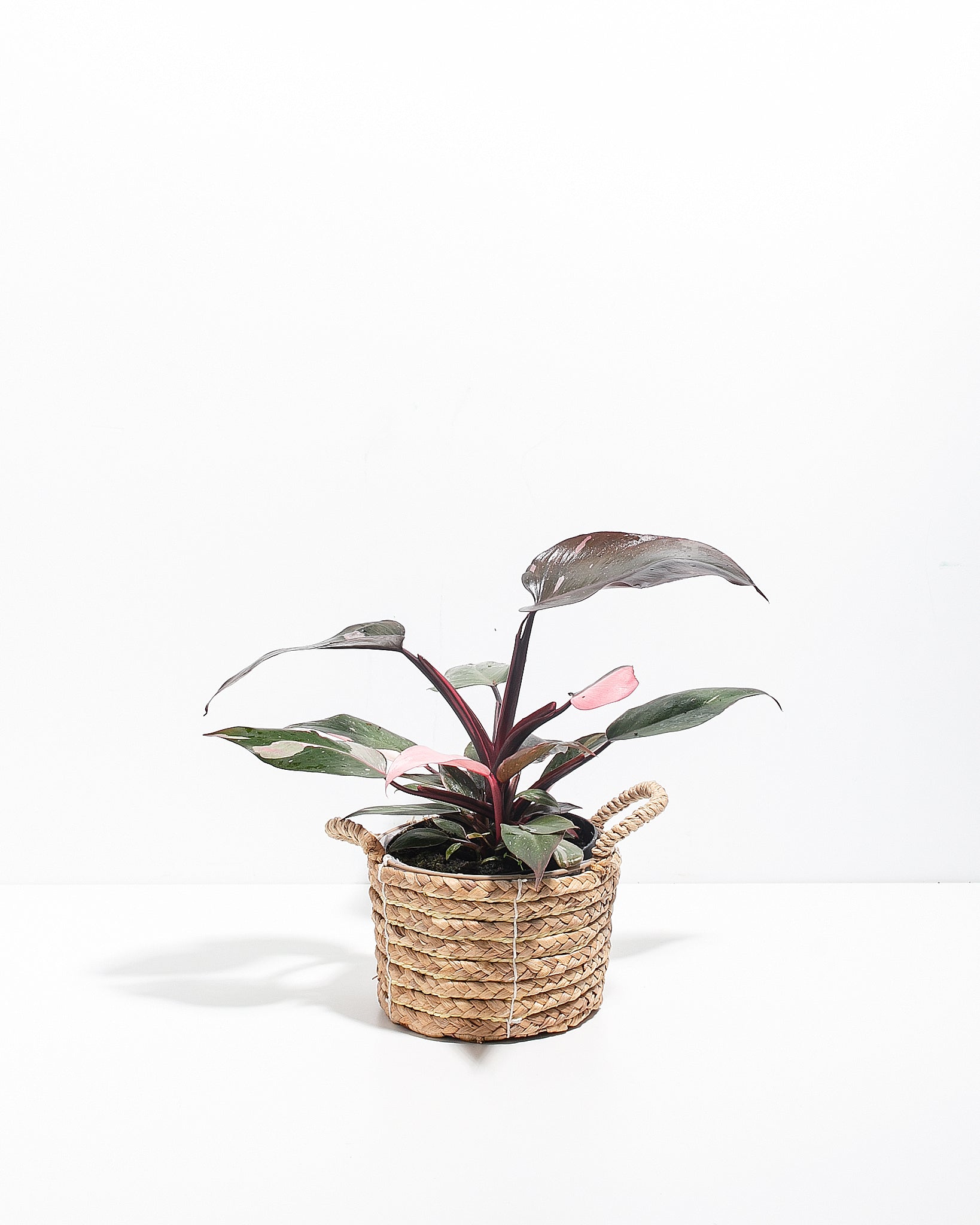 Pink Princess Philodendron For Sale, Large Size & Care Guide