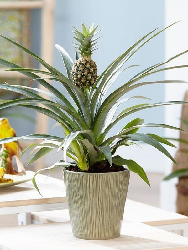 PINEAPPLE SEEDS VERY RARE FRESH Grow your own EDIBLE Fruit tree plant  Houseplant