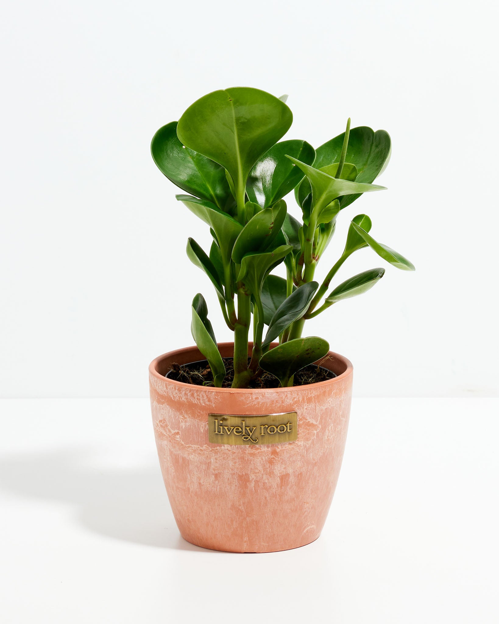 Baby Rubber Plant (Peperomia obtusifolia) – Rooted