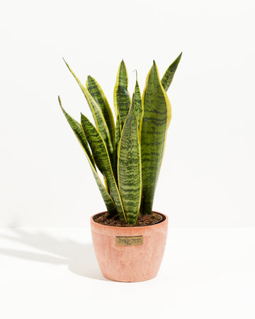 Plantes naturelles Lotus Sansevieria Snake plantes d'intérieur - Chine  Décoration et plante prix