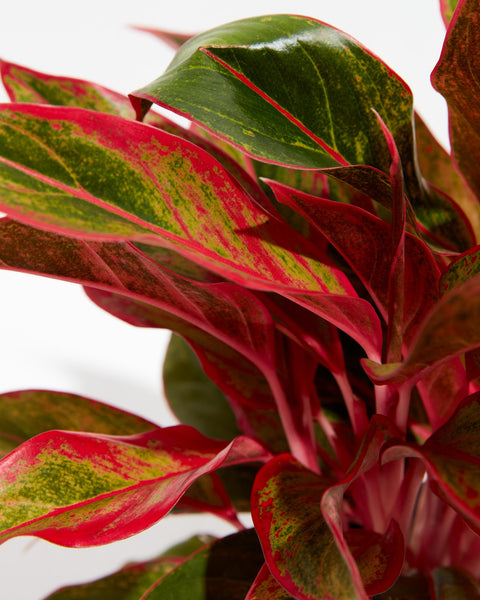 Aglaonema Red Valentine | Tropical | Colorful Leaves | Lively Root