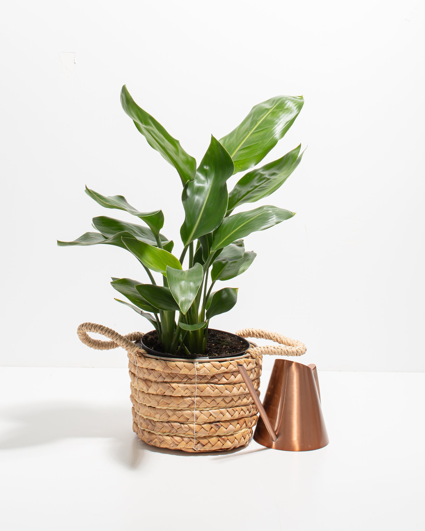 Bird of Paradise Plant Potted In Rondo Red Planter