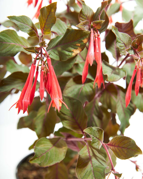 fuschia plant