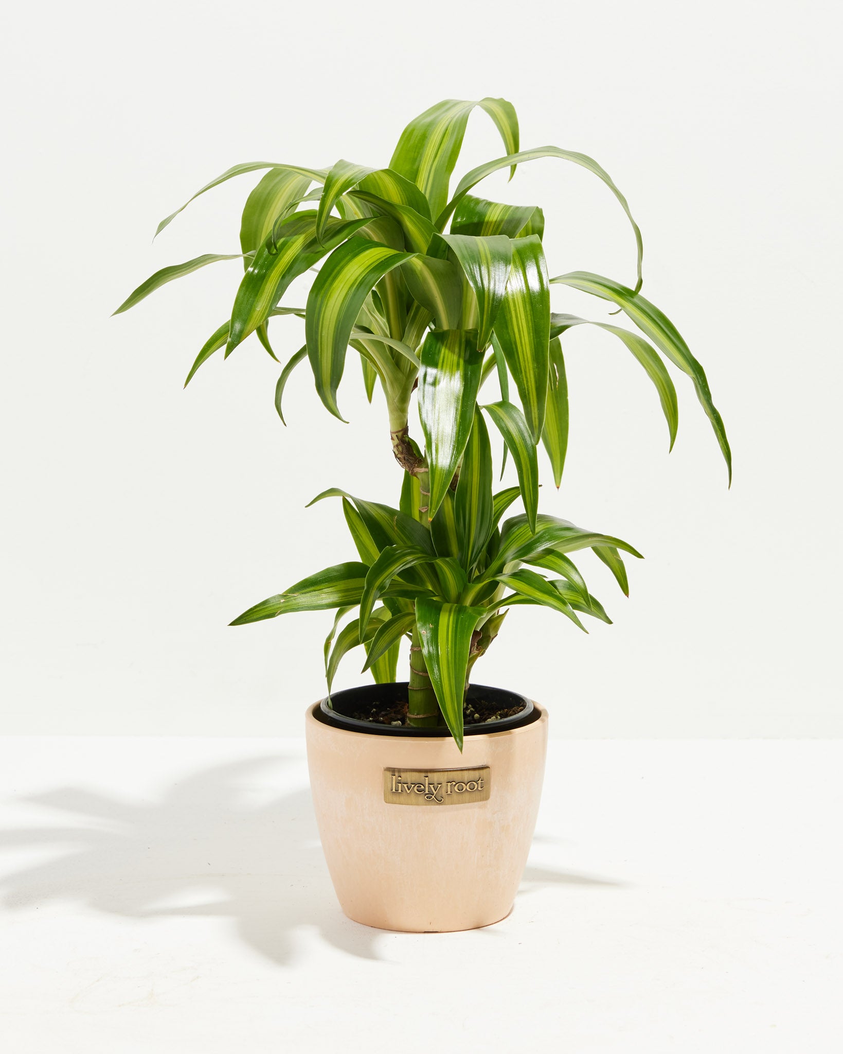 Dracaena Fragrans - 'Hawaiian Sunshine' - 24cm Pot - Altura 130-140cm