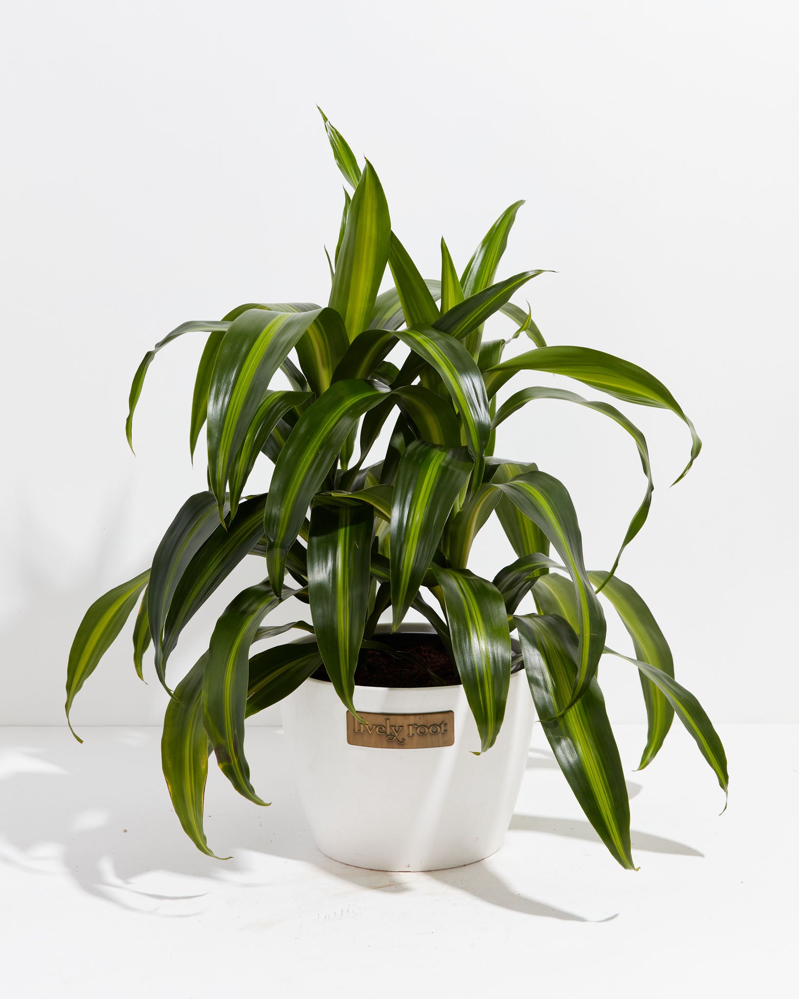 Dracaena Fragrans - 'Hawaiian Sunshine' - 24cm Pot - Altura 130-140cm