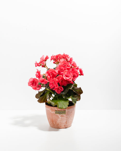 Blooming Superba Double Begonia | Flowering Plants | Lively Root