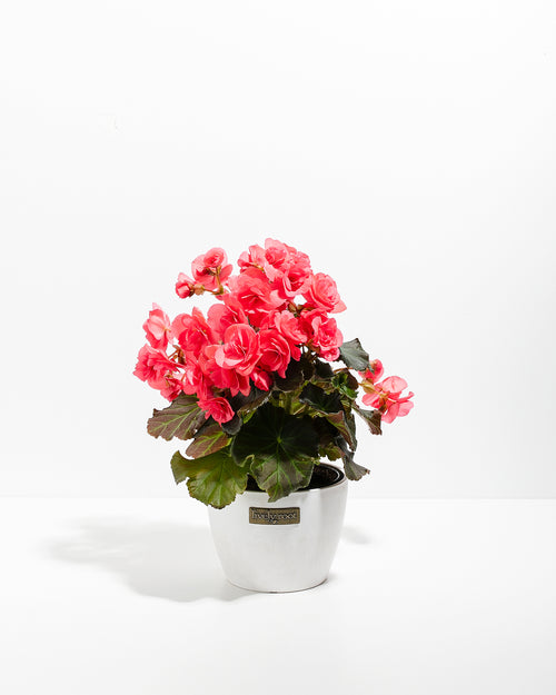 Blooming Superba Double Begonia | Flowering Plants | Lively Root