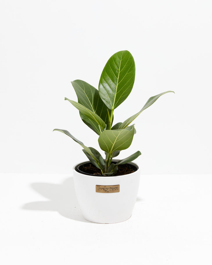 Ficus Audrey | Velvet Green Leaves | Lively Root