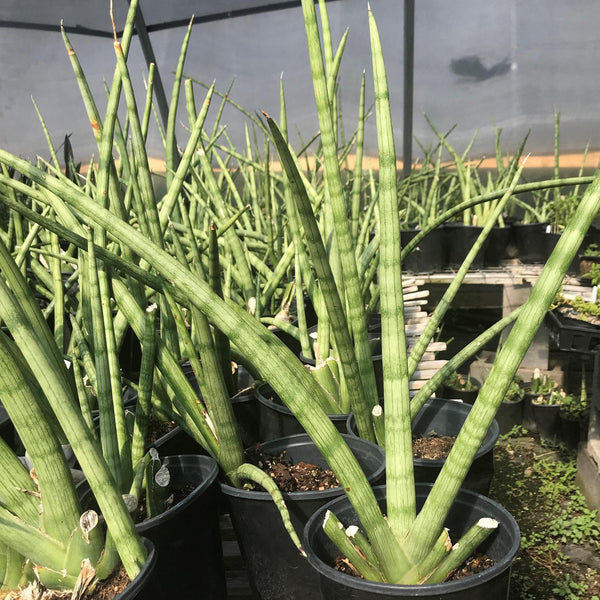 Sansevieria Cylindrica, Indoor Plants