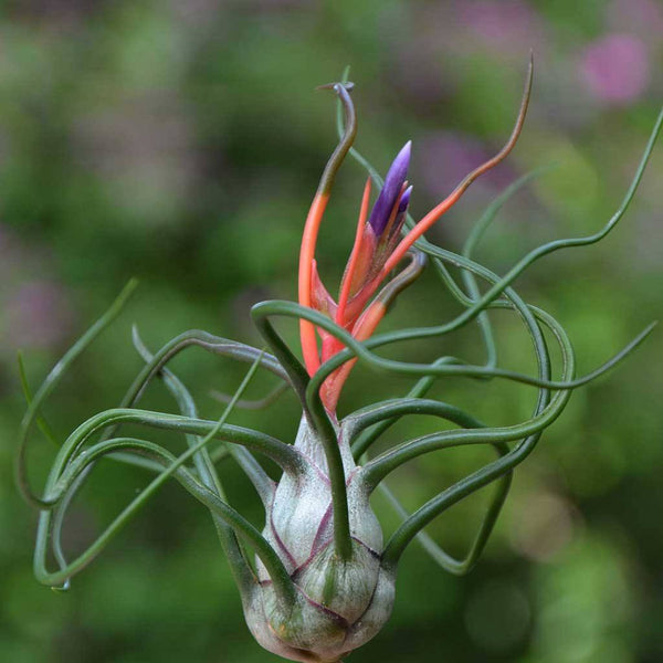 tillandsia bulbosa - airplants - piante aeree - R nel bosco