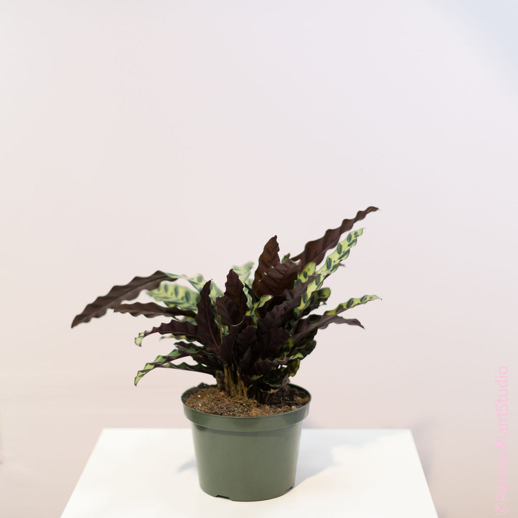 Calathea Marion plante vivante