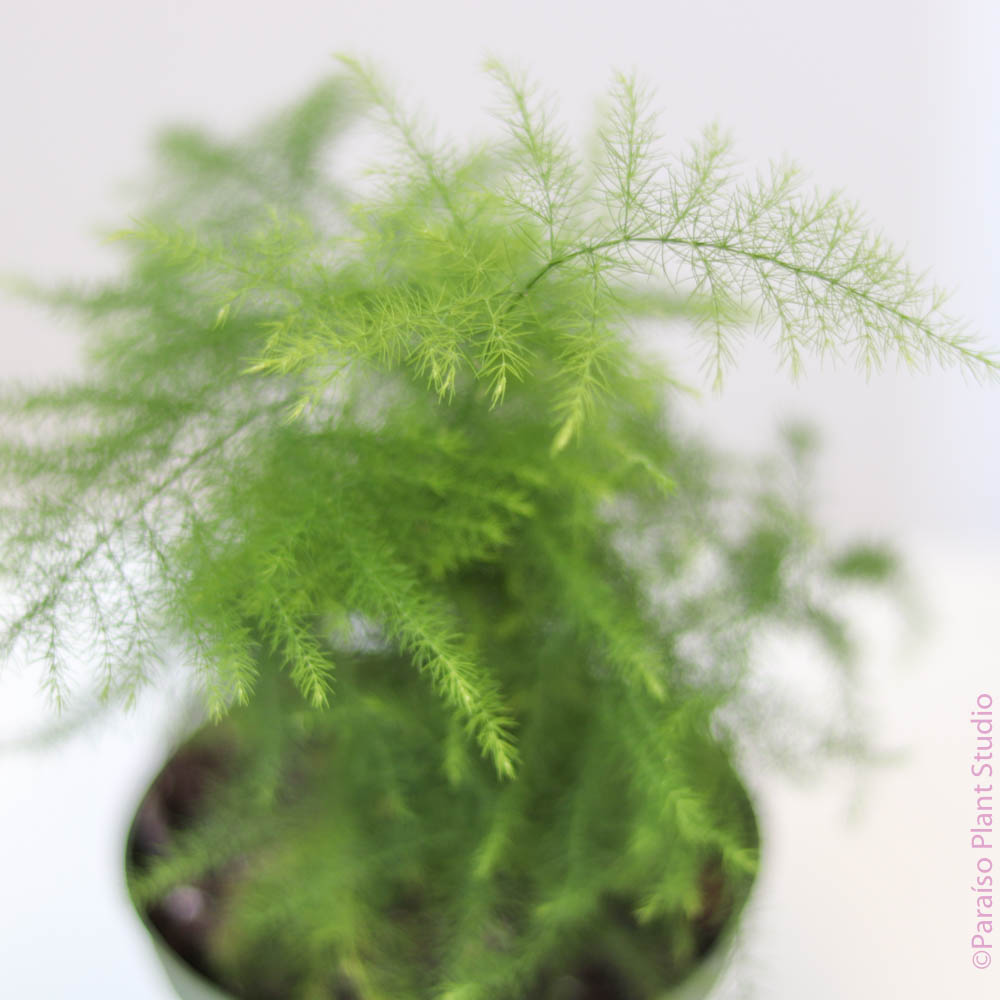 Asparagus Fern 5 Gal. - Support Local - Chico Support Local – Chico