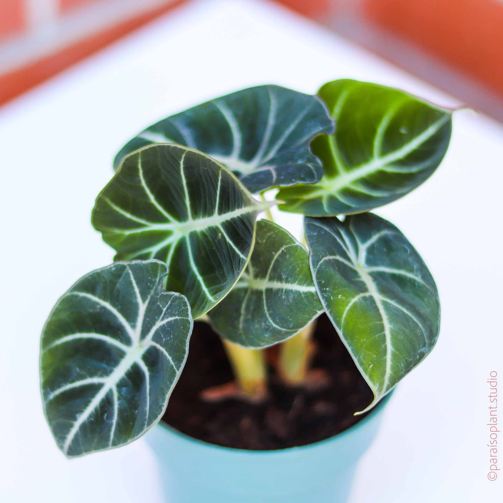 Wekiva Foliage Alocasia Bambino Hanging Basket - Live Plant in a 4 in.  Hanging Pot - Alocasia ica Bambino - Florist Quality TP-RHXC-V5VP -  The Home Depot