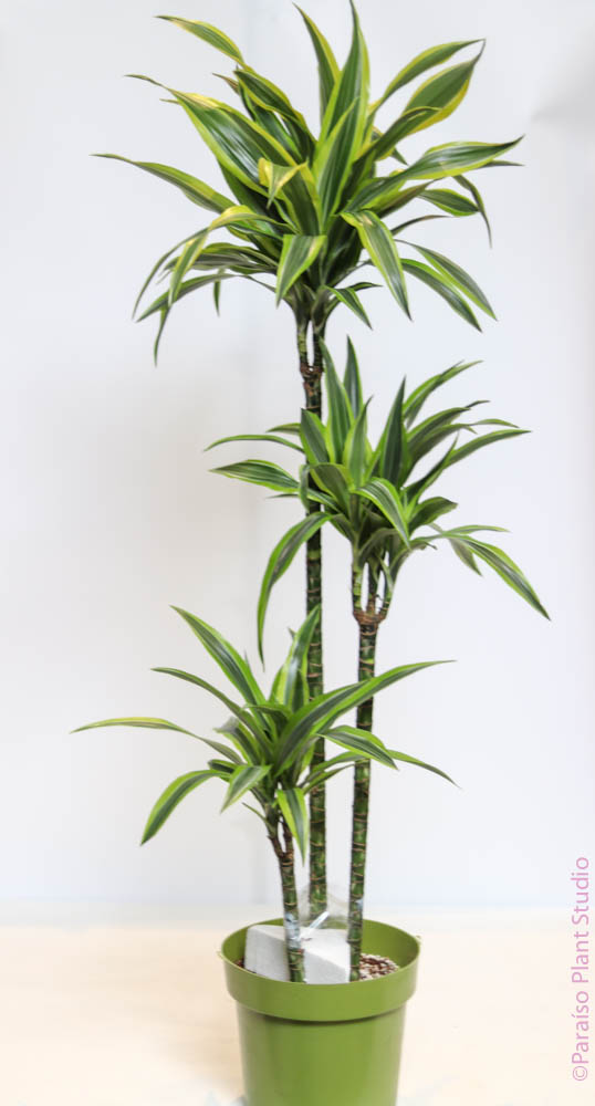 Dracaena Fragrans - 'Hawaiian Sunshine' - 24cm Pot - Altura 130-140cm