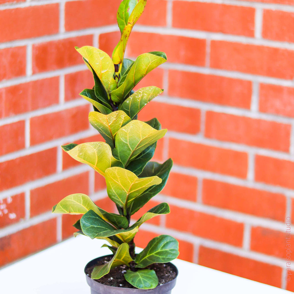 ENH413/ST254: Ficus lyrata: Fiddleleaf Fig