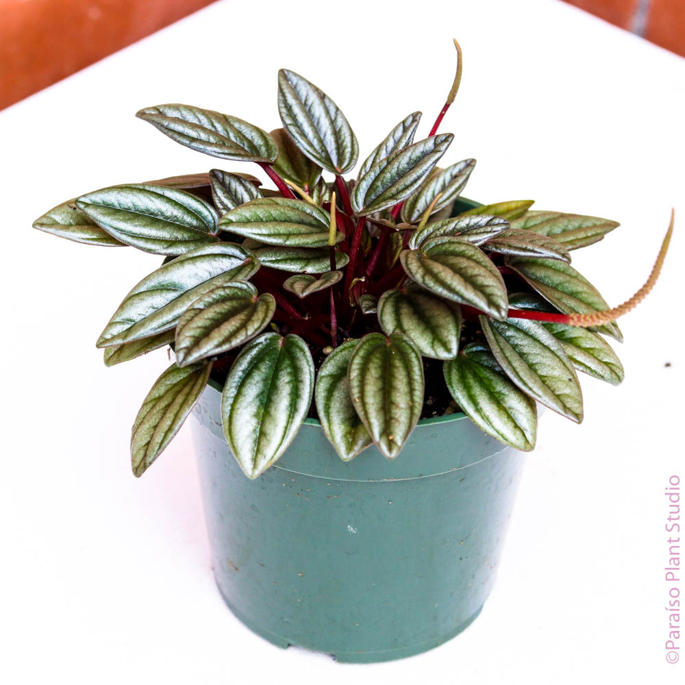 Peperomia Cupid  Free Doorstep Plant Delivery 🪴📦