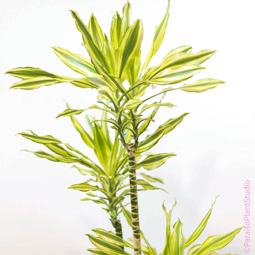 Dracaena Fragrans - 'Hawaiian Sunshine' - 24cm Pot - Altura 130-140cm