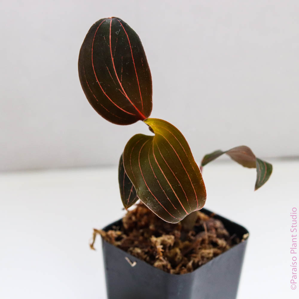 Jewel Orchid 'Ludisia Discolor' – Paraíso Plant Studio