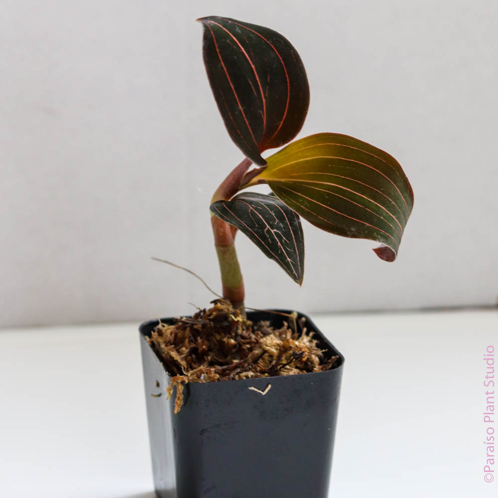 Jewel Orchid 'Ludisia Discolor' – Paraíso Plant Studio