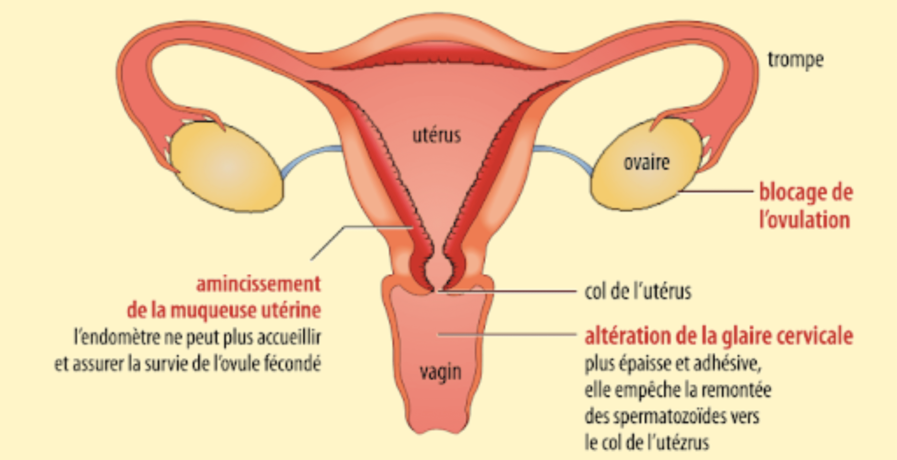 Donner la pilule contraceptive à sa chatte : bonne ou mauvaise idée ?