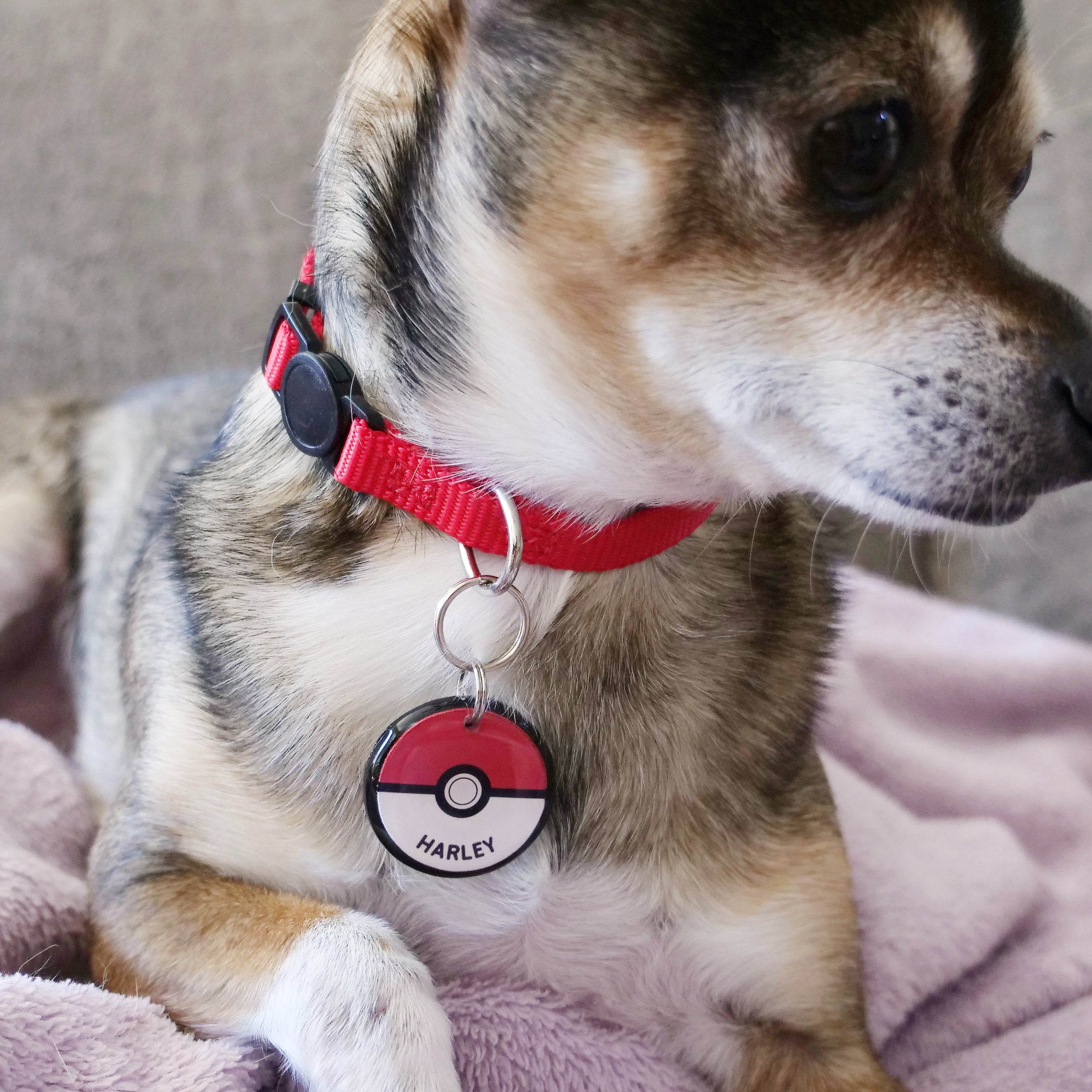 Beperken Alstublieft eeuwig Pokémon Pokéball Pet ID Tag | Custom & Personalized | Pixsqueaks®