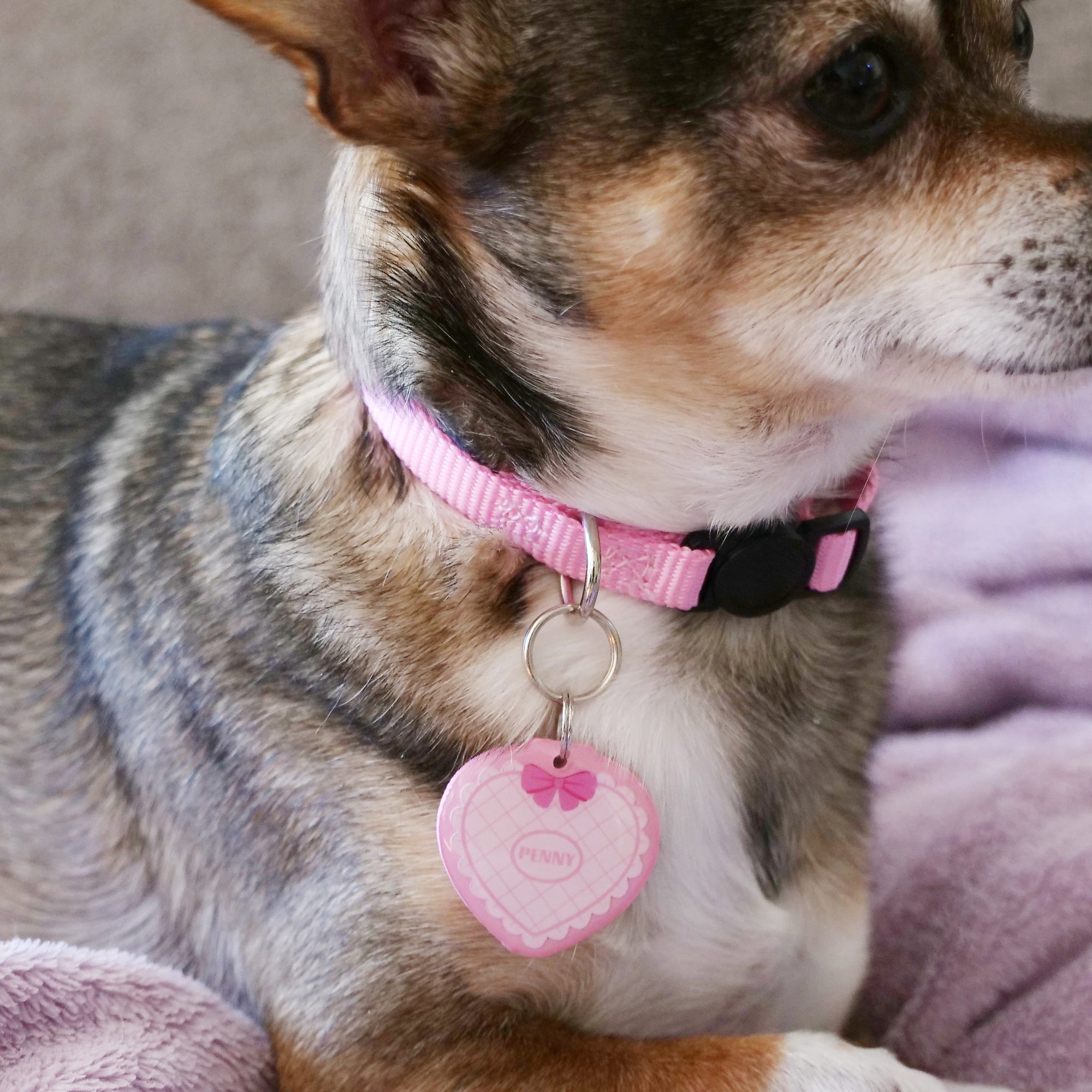 Pet ID Tag - Red Aqua Polka Dot Custom Dog Collar Tag – Joyful Moose
