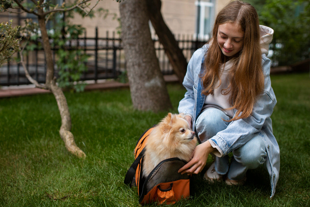 felicitails blog, service animals, student with dog, felicitails founded by lindsay giguiere