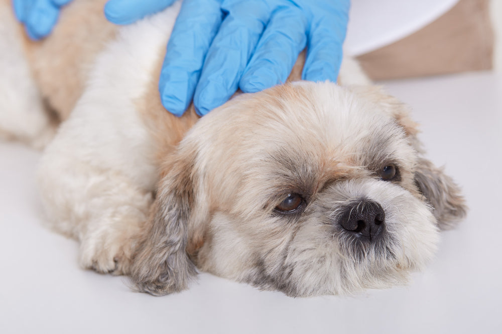 Grooming Basics for Different Dog Breeds - B. Dealing with dental care and specific grooming challenges