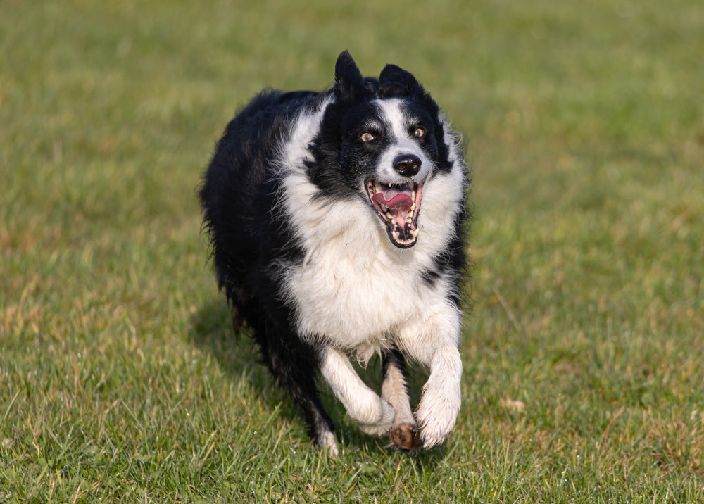 Miniature American Shepherd: Versatile & Intelligent Companion